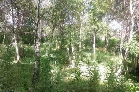 Woodland for sale - View 3