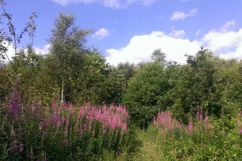 Woodland for sale - View 4