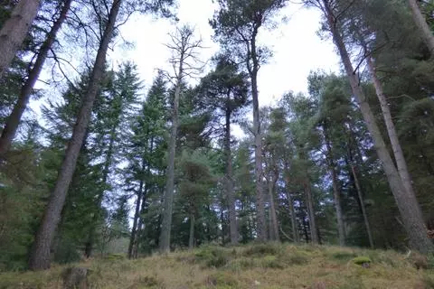 Woodland for sale