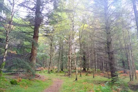 Woodland for sale