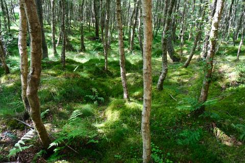 Woodland for sale, Tillycairn Wood, Millbank, near Sauchen, Aberdeenshire AB51
