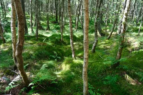Woodland for sale