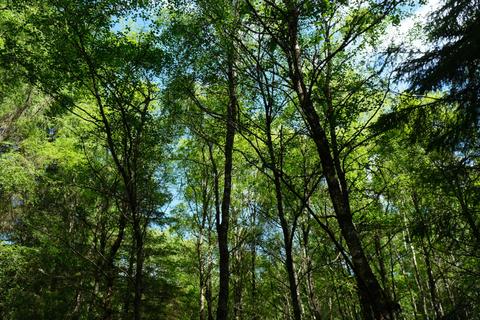 Woodland for sale, Tillycairn Wood, Millbank, near Sauchen, Aberdeenshire AB51