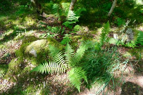 Woodland for sale, Tillycairn Wood, Millbank, near Sauchen, Aberdeenshire AB51