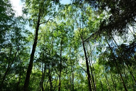 Woodland for sale, Tillycairn Wood, Millbank, near Sauchen, Aberdeenshire AB51
