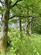 Additional image 53 of Dihewyd, Lampeter