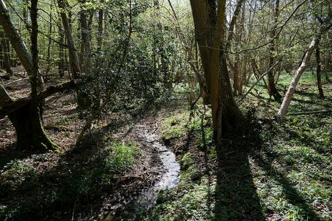 Woodland for sale, Gate Hill, Faversham ME13