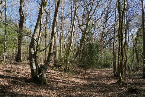 Woodland for sale, Gate Hill, Faversham ME13