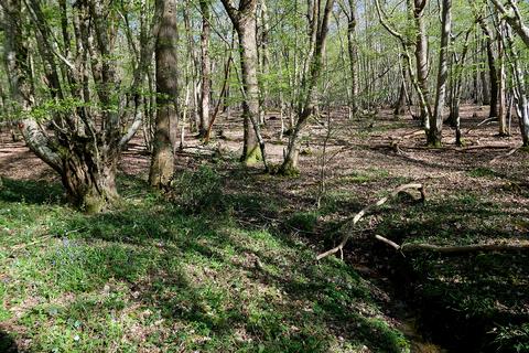 Woodland for sale, Gate Hill, Faversham ME13
