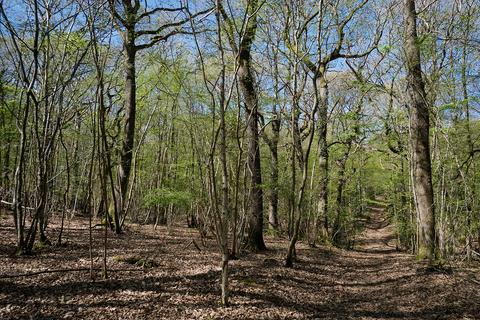 Woodland for sale, Gate Hill, Faversham ME13