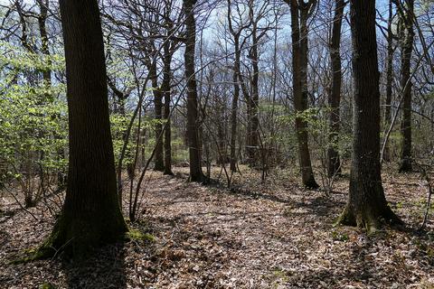 Woodland for sale, Gate Hill, Faversham ME13