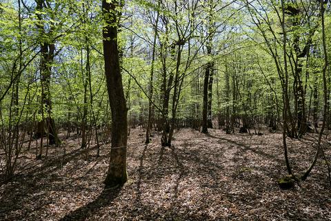 Woodland for sale, Gate Hill, Faversham ME13