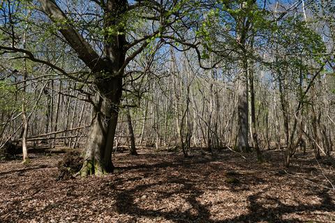 Woodland for sale, Gate Hill, Faversham ME13