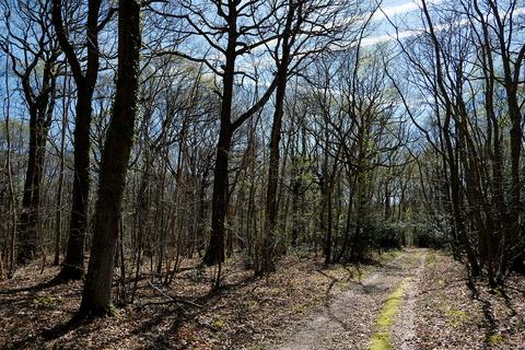 Woodland for sale, Gate Hill, Faversham ME13