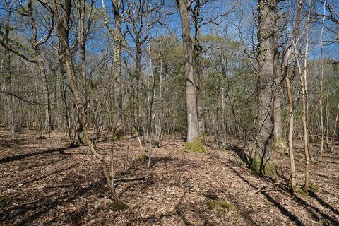 Woodland for sale, Gate Hill, Faversham ME13