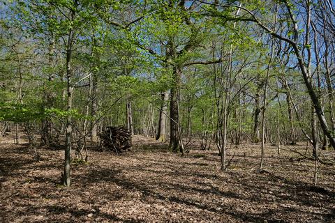 Woodland for sale, Gate Hill, Faversham ME13