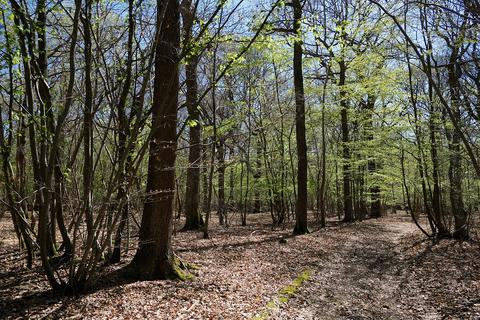 Woodland for sale, Gate Hill, Faversham ME13