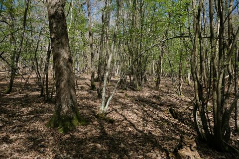 Woodland for sale, Gate Hill, Faversham ME13