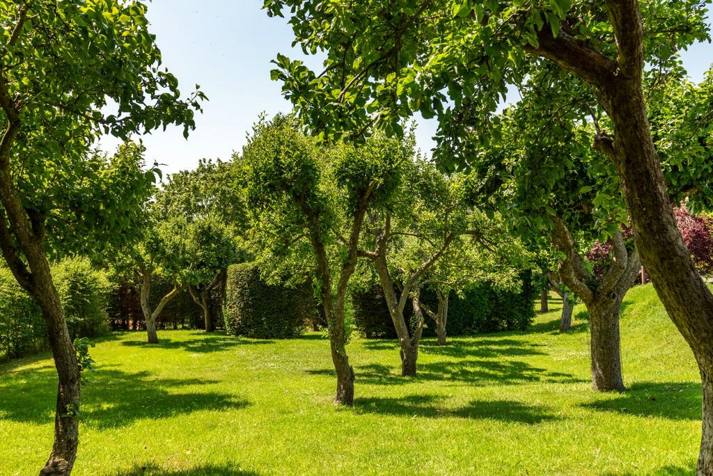 Orchard