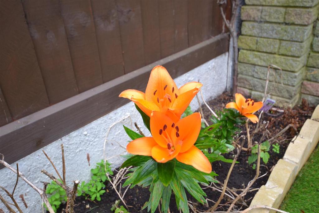 Garden view, garden