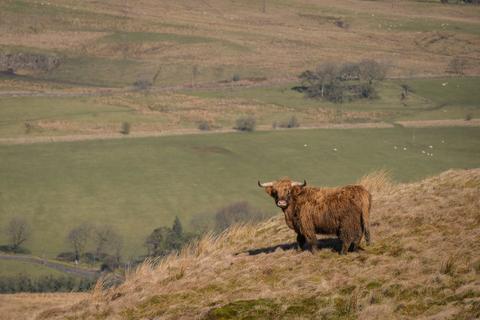Farm for sale, Land at Darrach Hill, By Carron Valley, Denny, FK6 5JF