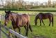 Additional image 22 of Rousden, North Cowton, Northallerton
