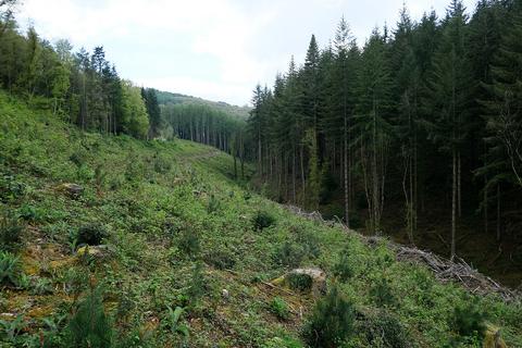Woodland for sale, Roadwater, Watchet TA23
