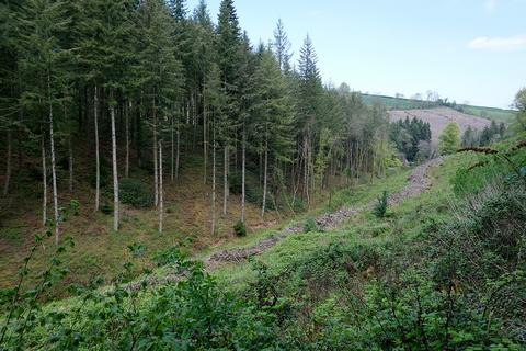 Woodland for sale, Roadwater, Watchet TA23
