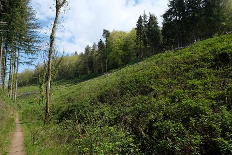 Woodland for sale, Roadwater, Watchet TA23