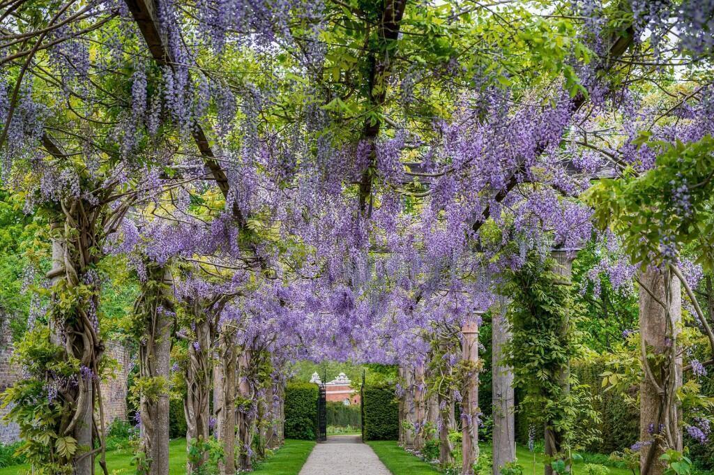 Garden view, garden