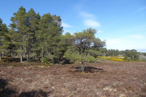 Woodland for sale, Tain, Ross & Cromarty, Highland IV19