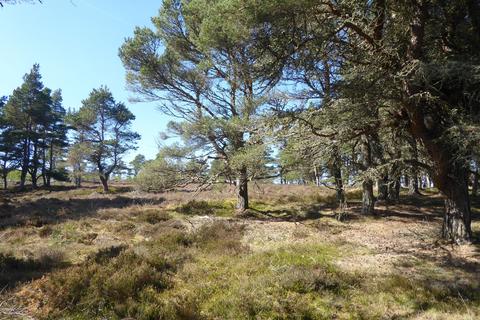Woodland for sale, Tain, Ross & Cromarty, Highland IV19
