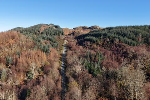 Woodland for sale, Glassary Forest, Near Lochgilphead PA31