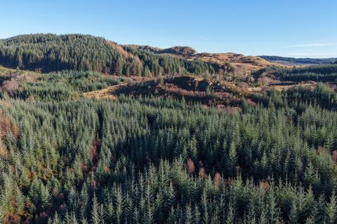 Woodland for sale, Glassary Forest, Near Lochgilphead PA31