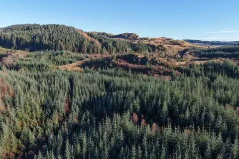 Woodland for sale - Изглед 4