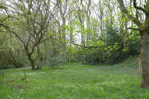 Woodland for sale, Meandering Copse, Stocksfield, Northumberland NE42