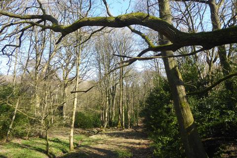 Woodland for sale, Meandering Copse, Stocksfield, Northumberland NE42