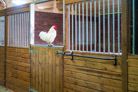 3 bedroom barn conversion for sale, Thrandeston, Diss