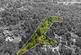 Additional image 2 of APPROXIMATELY 2.75 ACRES OF BEAUTIFUL WOODLAND