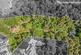 Additional image 3 of APPROXIMATELY 2.75 ACRES OF BEAUTIFUL WOODLAND