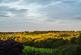 Additional image 70 of Green Moor, Wortley, Sheffield