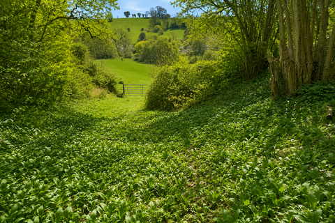 Farm land for sale, Ford, Nr.Chippenham SN14