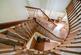 Additional image 13 of Ravenswood Drive, Camberley, Surrey, GU15