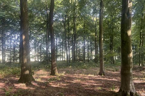 Land for sale, LOT 2 Glopa Wood, Old Racecourse, Oswestry, Shropshire, SY10 7HP