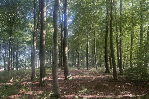 Land for sale, LOT 2 Glopa Wood, Old Racecourse, Oswestry, Shropshire, SY10 7HP