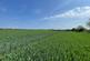 58.60 acres of Land at Amotherby, Malton