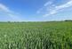 Additional image 4 of 58.60 acres of Land at Amotherby, Malton