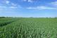 Additional image 6 of 58.60 acres of Land at Amotherby, Malton