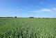 Additional image 8 of 58.60 acres of Land at Amotherby, Malton