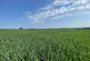 Additional image 9 of 58.60 acres of Land at Amotherby, Malton